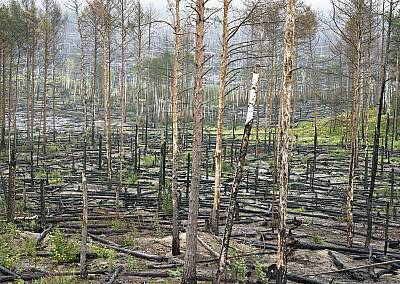 Waldbrand